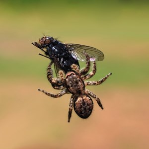 Spider Eating Fact