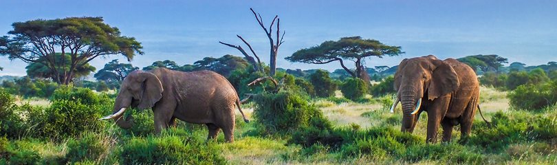Africa Facts