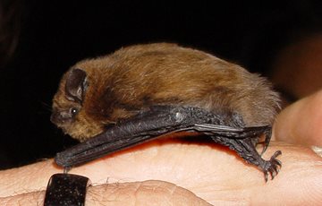 Amazing Bat Fact