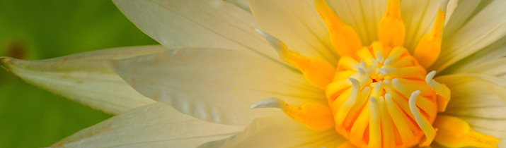 Lotus Fact