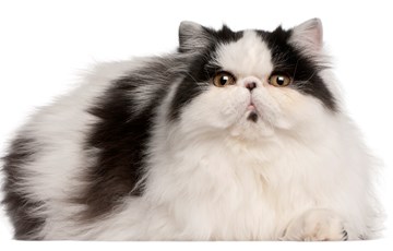 Persian Cat Fact