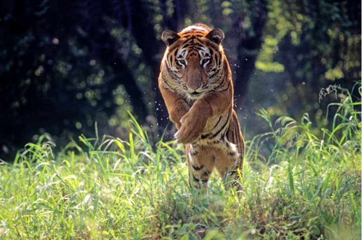 Jumping Tiger Facts