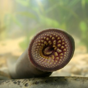 Interesting Lamprey Fact