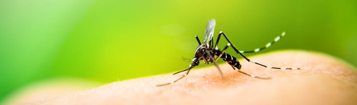 Interesting Malaria Fact