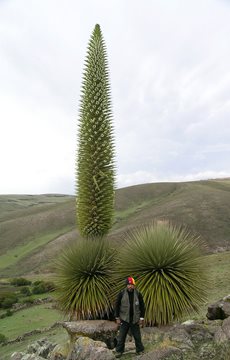 Interesting Peru Plant Fact