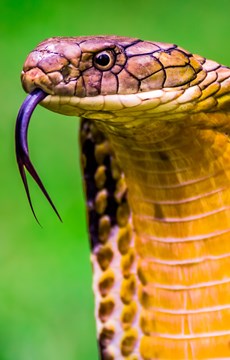 Snake Tongue Fact