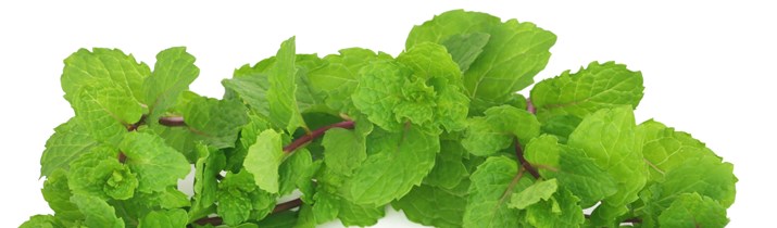 Interesting Peppermint Fact