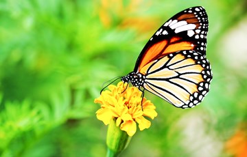 Interesting Winter Migration Fact
