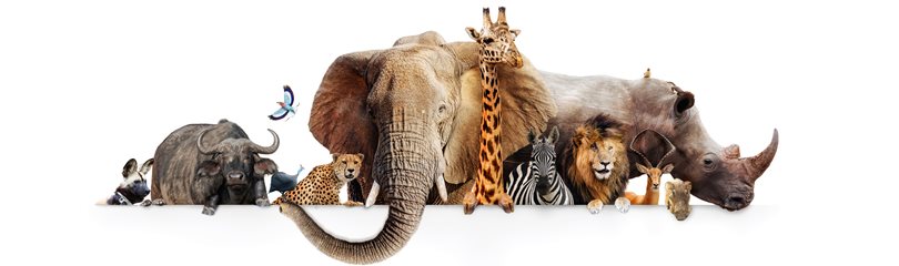 Zoo Top 10 List