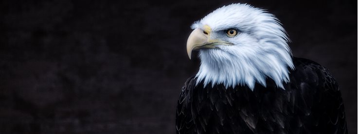 Bald Eagle Facts