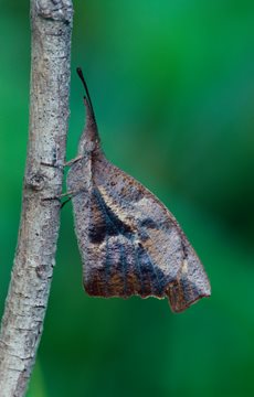 Big nose butterfly