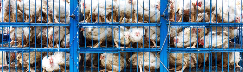 Animal Cruelty Facts
