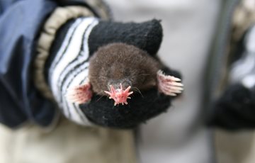 star nosed mole fact