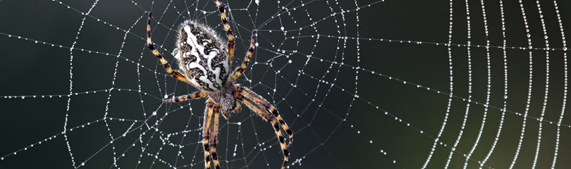Spider Facts