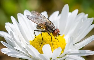 Fly Benefits Facts