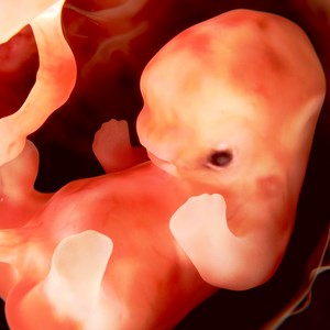 Baby Facts