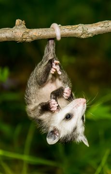 Baby Opossum Facts