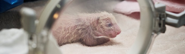 Newborn Panda Fact