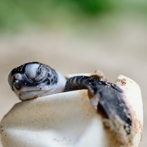 Sea Turtles Hatching