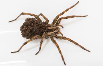 Spider Baby Facts