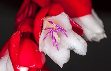 Fiji Flower Fact