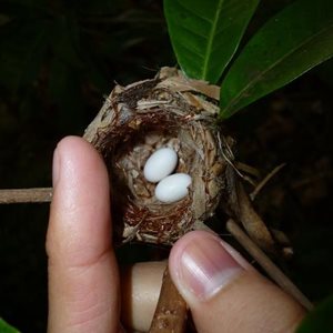 Smallest Egg Fact
