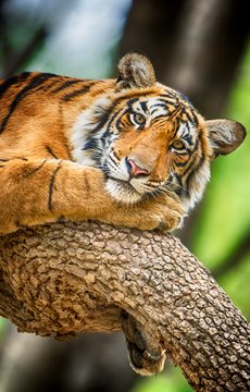 Bengal Tiger