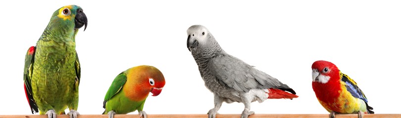 Bird Facts
