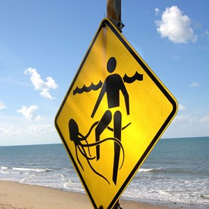 Box Jellyfish Fact