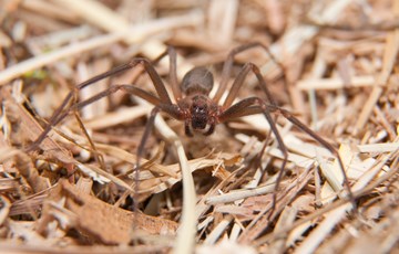 Brown Recluse Spider
