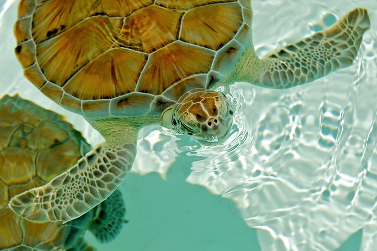 Cancun Sea Turtle Fact