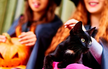 Halloween Cat Fact