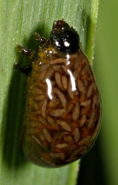 Fecal Shield Fact
