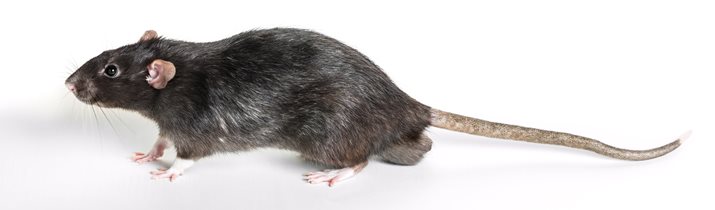 Chicago Rat Problem
