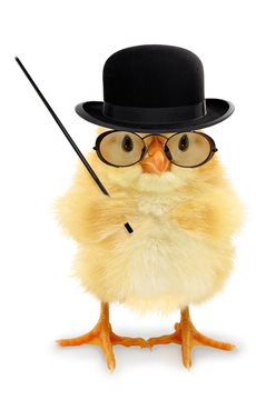 Baby chick intelligence