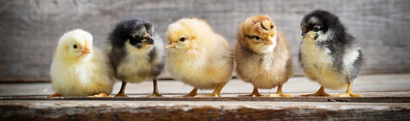 Chicken Facts