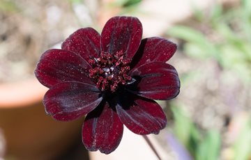 Chocolate Flower Fact