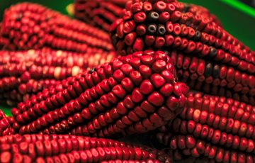 Red corn