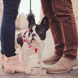 Dogs and Psychology