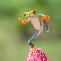 Frog Info