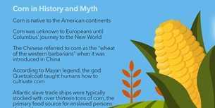 Corn Infographic Thumbnail