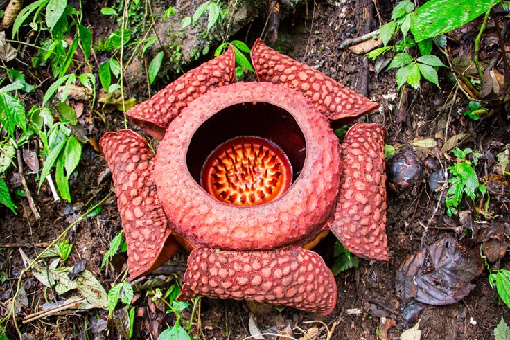 Amorphophallus titanum Fact