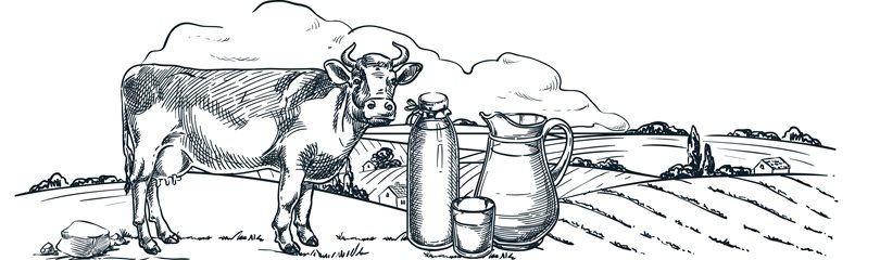 Cow Facts