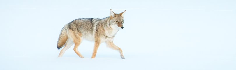 Interesting Coyote Facts