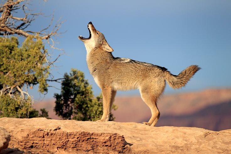 Random Coyote Facts