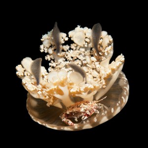 Jellyfish Crab Facts