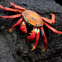 Crabs Facts