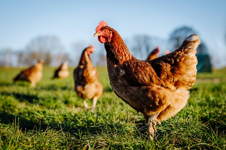 Delaware Chicken Facts