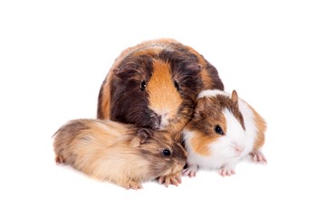 Interesting Guinea Pig Reproduction Fact