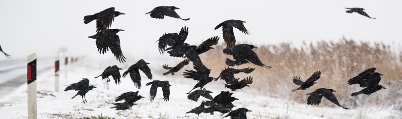 Crow Facts